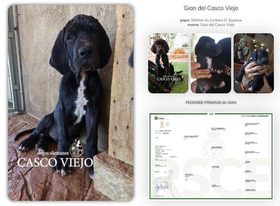 Cachorros de Dogos Alemanes Cachorros de Dogos Alemanes